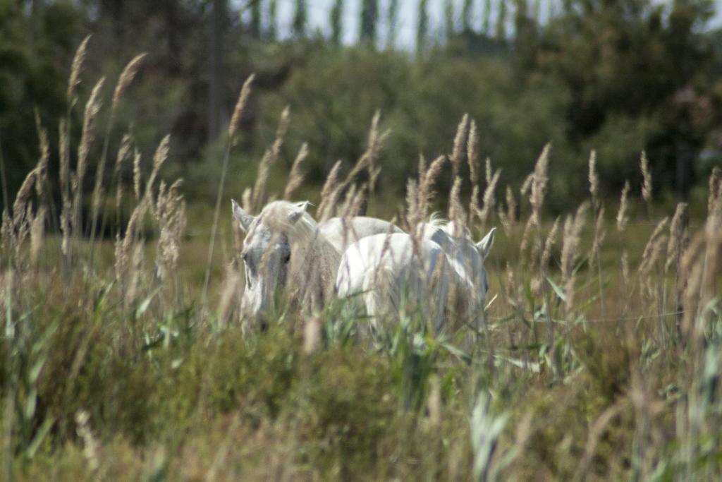 Bed and Breakfast Bergerie d'Alivon en Camargue Albaron Exterior foto